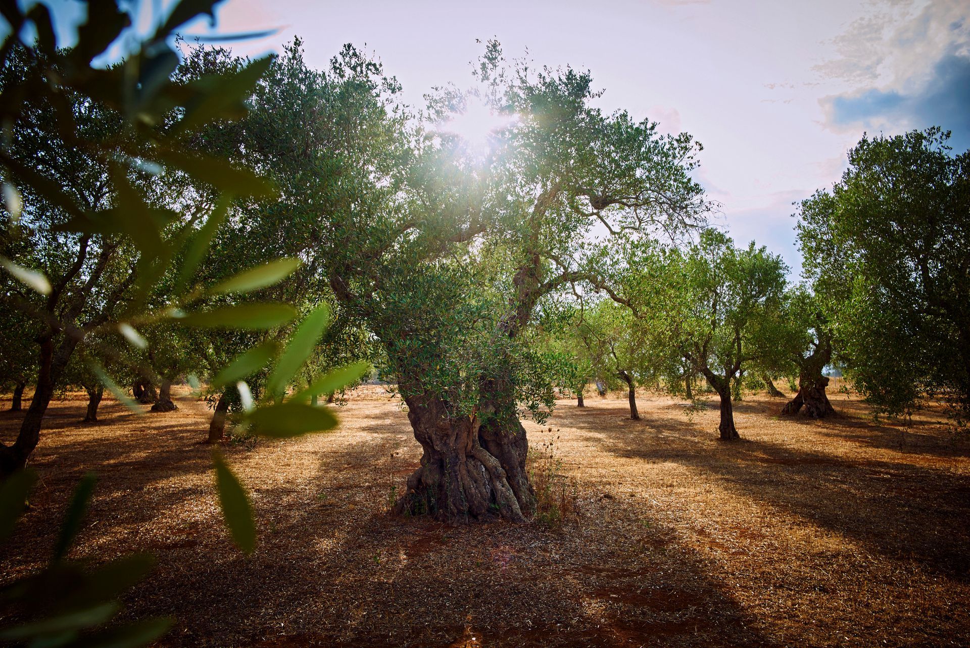 agricoltura a km zero tenuta nonno adelchi